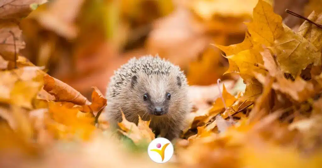 herfst en hsp