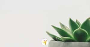 simpele HSP tips
