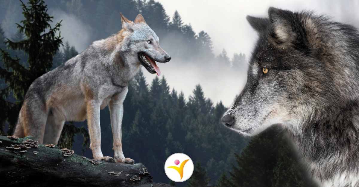 De metafoor van de twee wolven