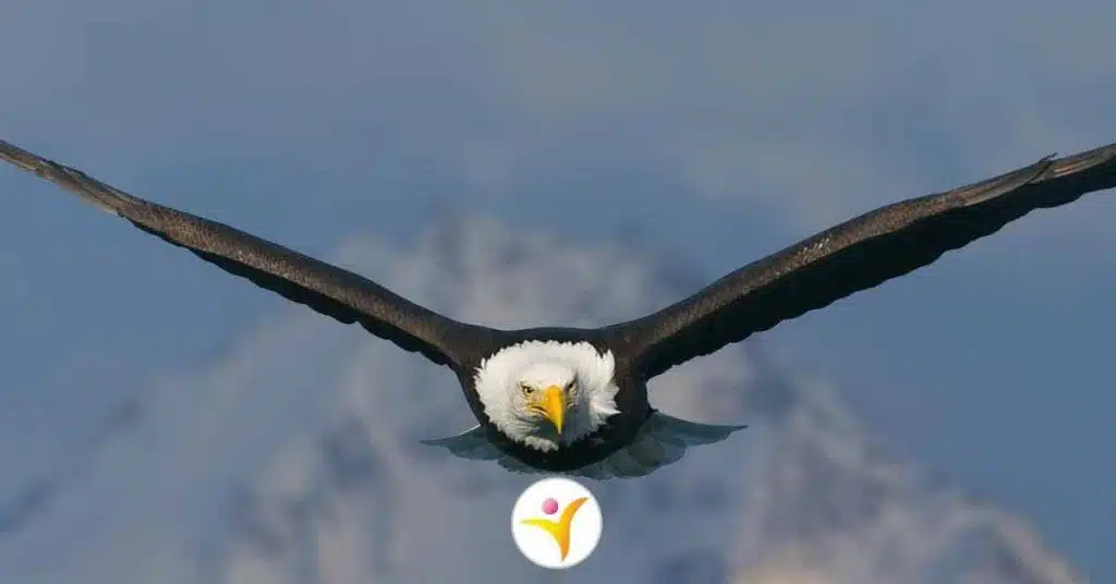 Hoogsensitiviteit en hoogbegaafdheid; Amerikaanse zeearend