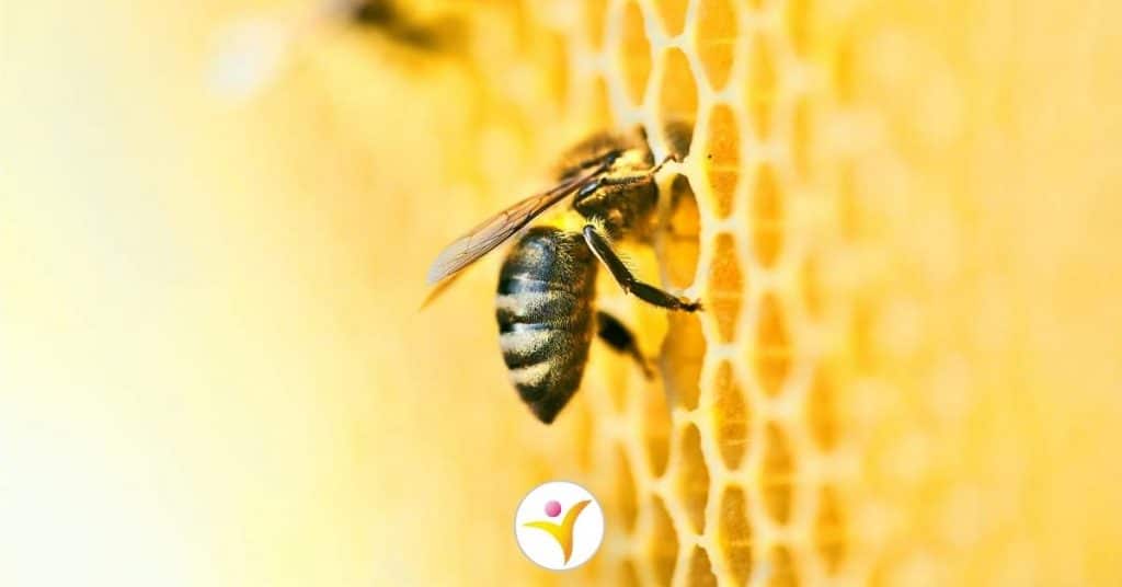 De samenwerking van bijen en overeenkomsten met hoogsensitiviteit