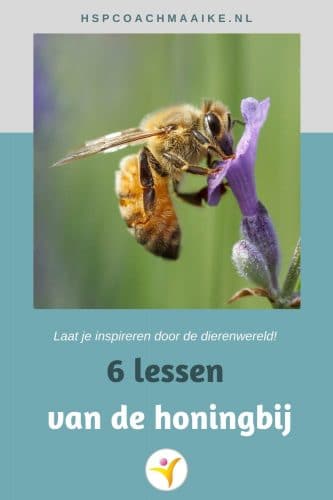 dingen die we van de honingbij kunnen leren