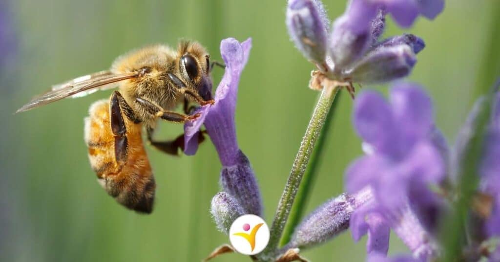dingen die we van de honingbij kunnen leren