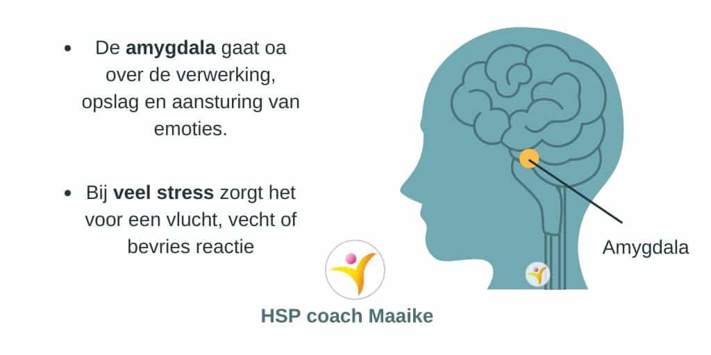 Amygdala - HSP coach Maaike