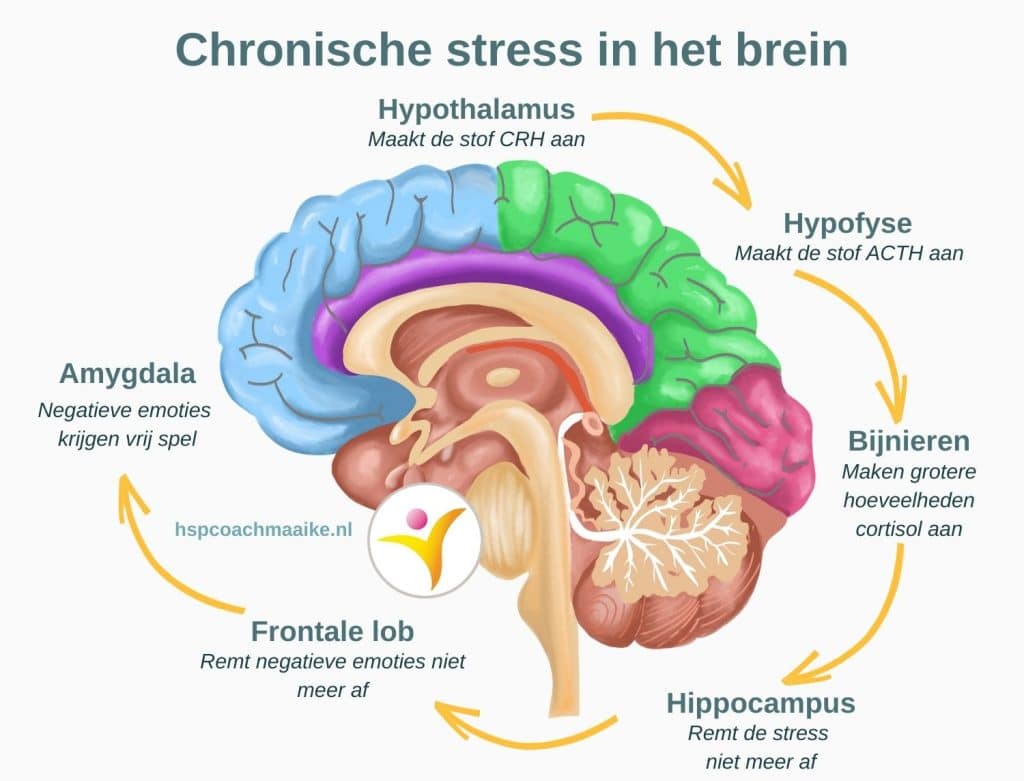 Omgaan met stress als je hoogsensitief bent - chronische stress in het brein