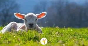 fijne lentetips voor HSP