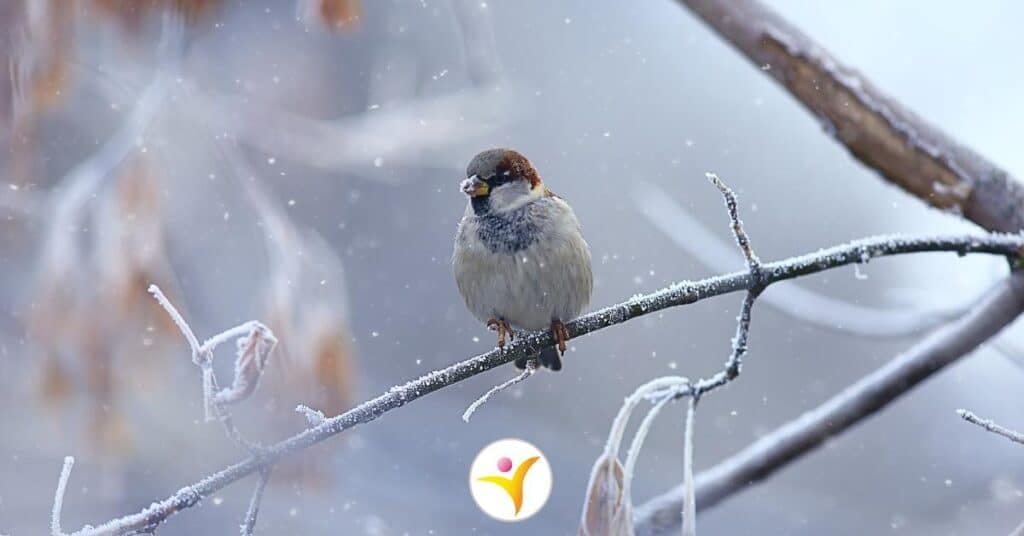 Hoogsensitiviteit en de winter