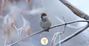 Hoogsensitiviteit en de winter