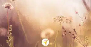 Hoogsensitiviteit en vermijden