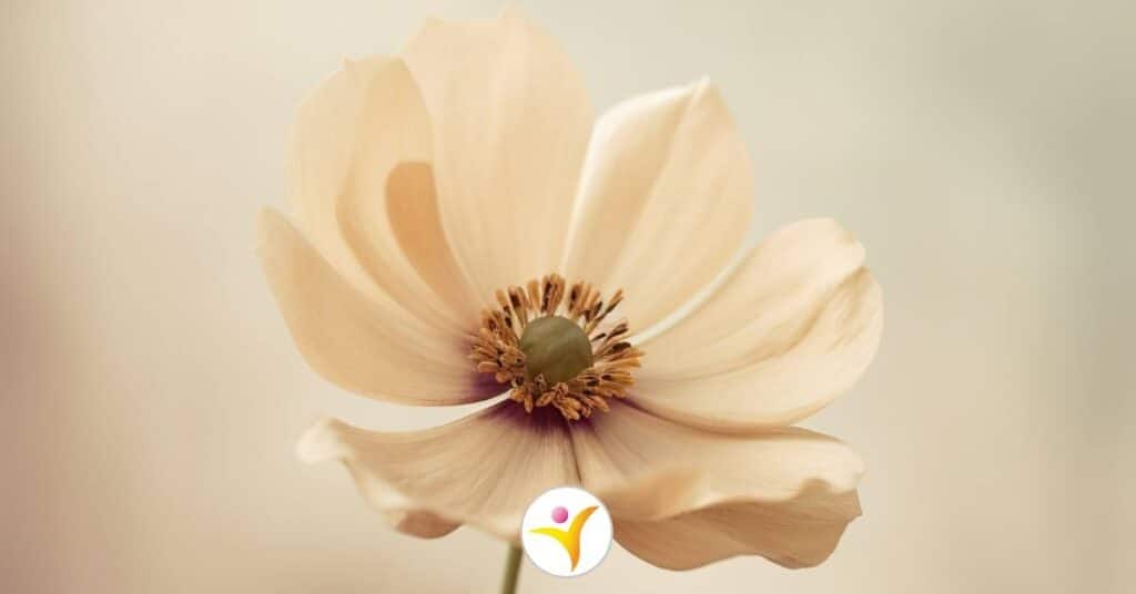 energiegevers voor HSP