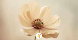 energiegevers voor HSP