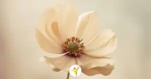 energiegevers voor HSP