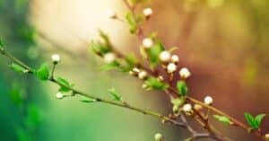 positieve kanten van HSP