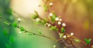 positieve kanten van HSP