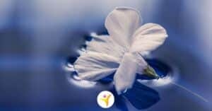 Hoogsensitiviteit en ongemak