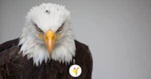 Opmerkzaamheid bij HSP