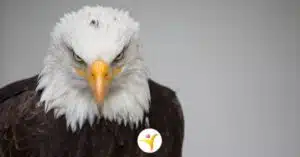 Opmerkzaamheid bij HSP