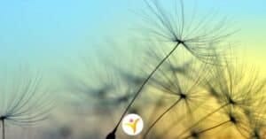 HSP tips die je dagelijks leven leuker maken