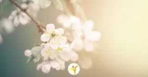 Het hoogsensitieve brein