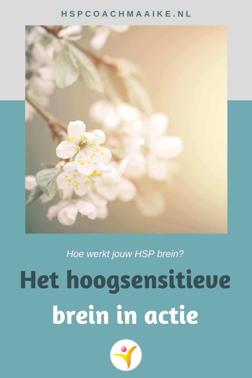 Het hoogsensitieve brein