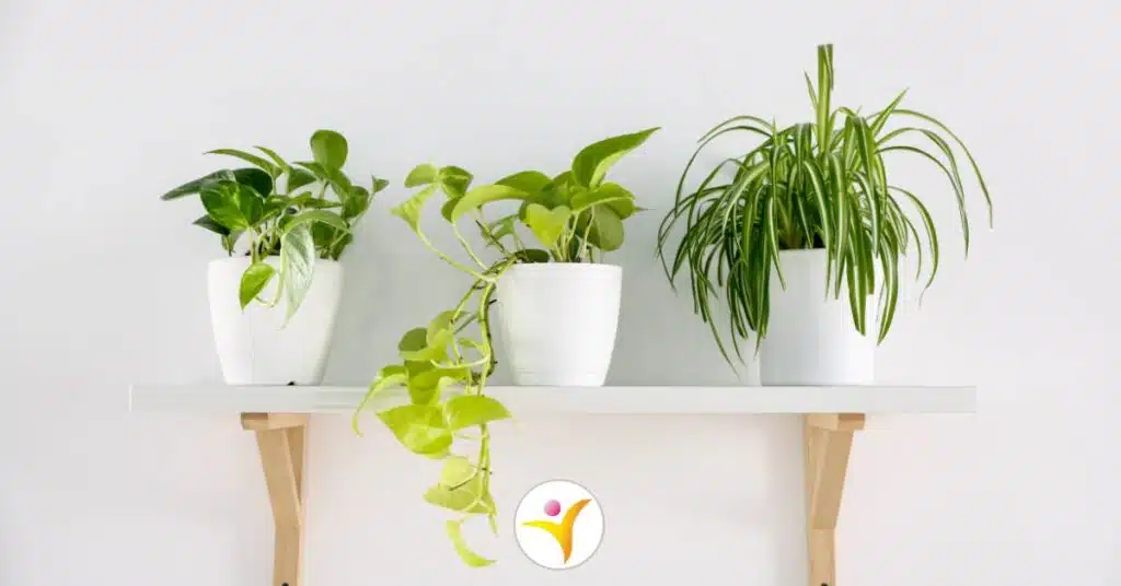 HSP en planten