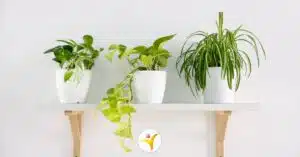 HSP en planten