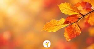 Herfstkleuren en HSP